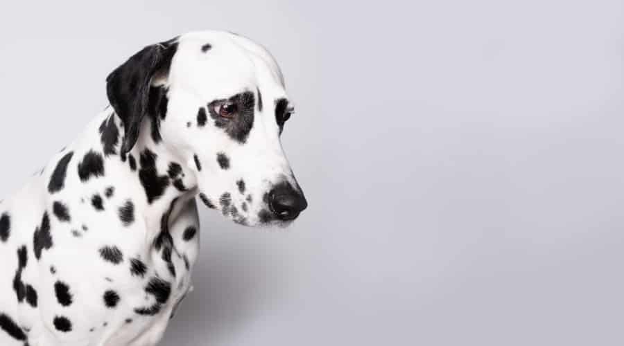 Can Dogs Eat Jalapeños? Are Jalapeños Toxic or Harmful to Dogs? Canine Journal