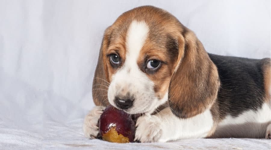 Can Dogs Eat Plums? Are Plums Toxic to Dogs or are They Safe? Canine