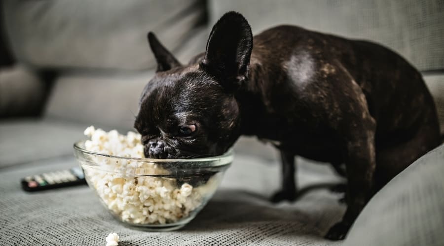 Dog with a bowl of popcorn.