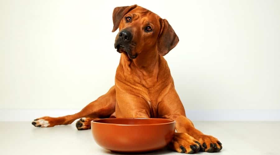 Can Dogs Eat Soy Products? Is Soy Safe For Dogs To Eat? Canine Journal