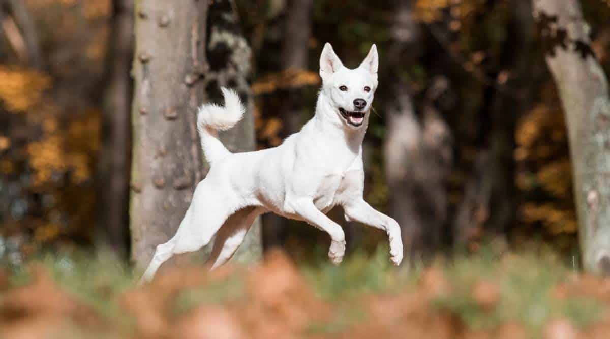Canaan dog in park