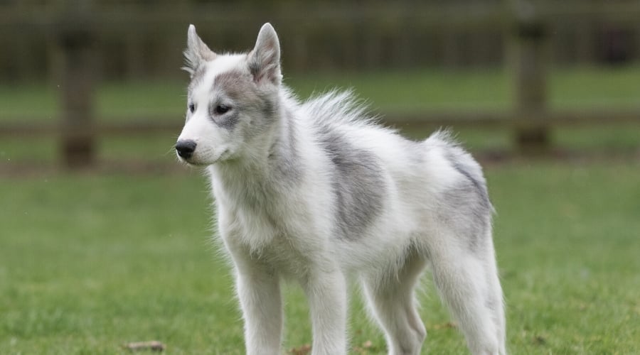 Canadian Eskimo Dog, illustrating wolf-like dog breeds.