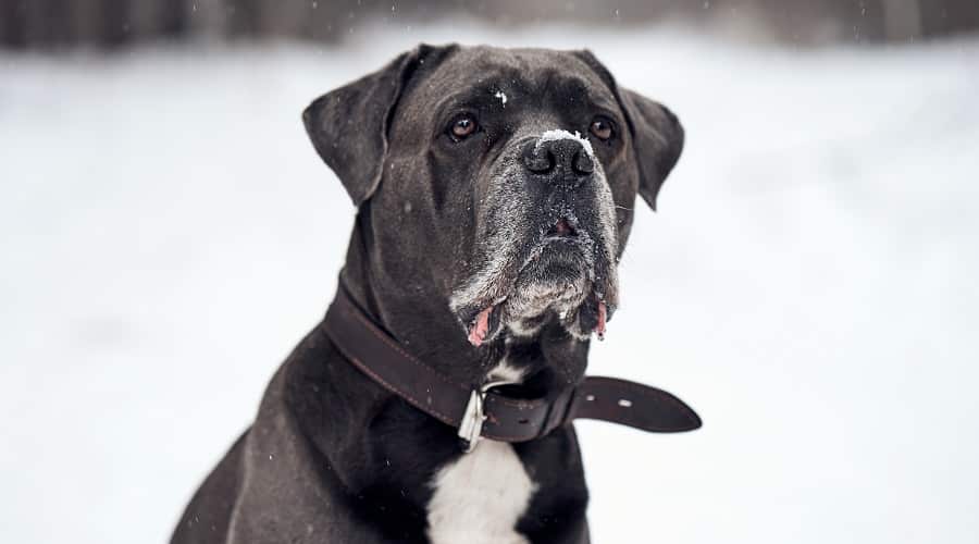Cane Corso Aggressive Stance