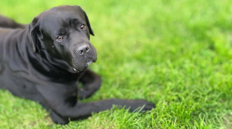 Cane Corso Black Labrador