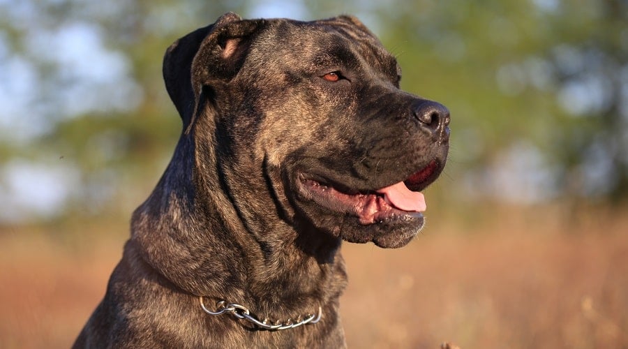 Cane Corso Breed History