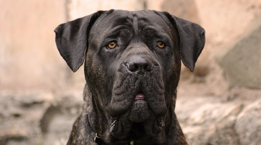 Cane Corso Brindle Dog