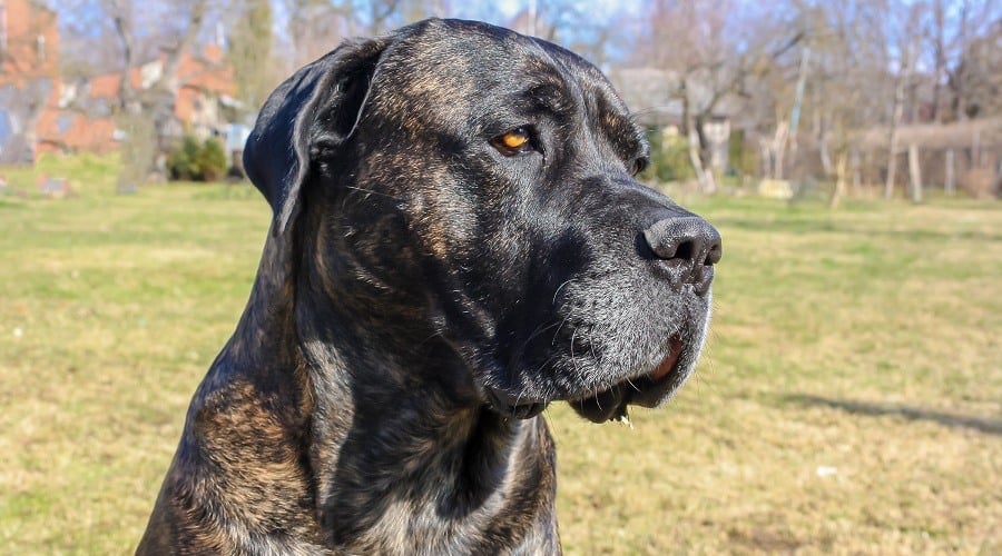 Cane Corso Brindle
