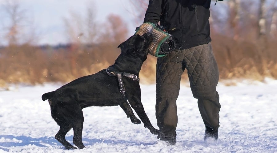 Cane Corso doing bite work.
