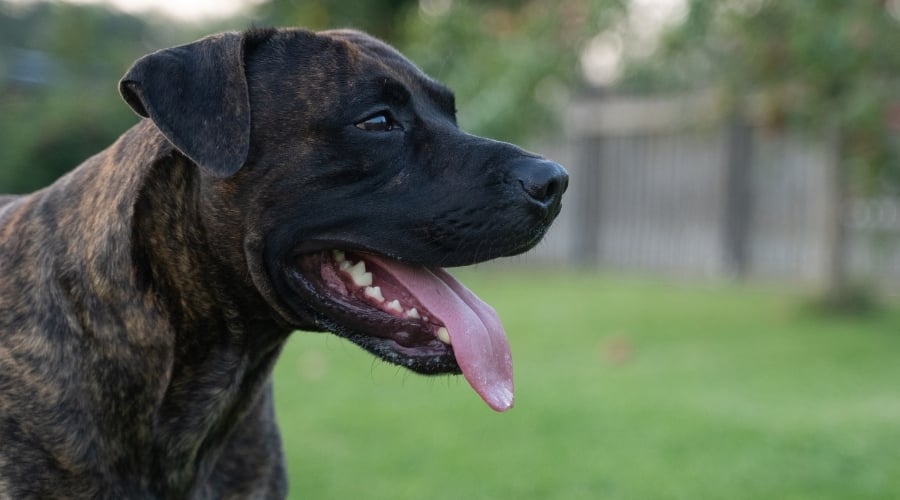 Cane Corso Labrador Puppy
