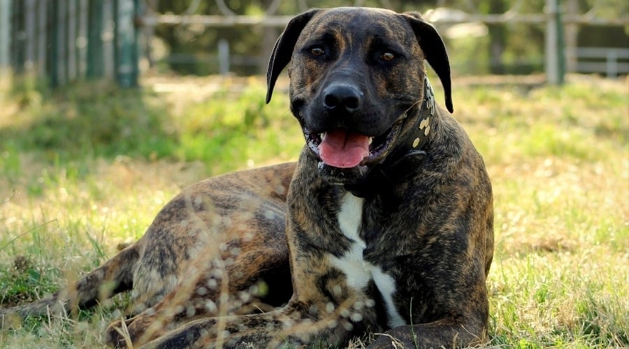 Cane Corso Pitbull Mix