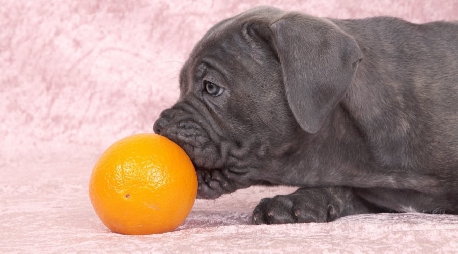 Cane Corso Puppy Smelling Round Fruit