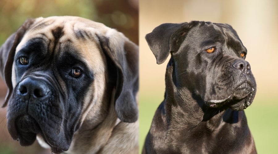 Cane Corso and English Mastiff Different Colors