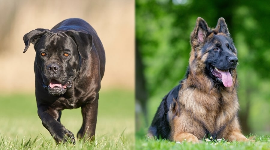 Cane Corso and German Shepherd Both Needing Groomed