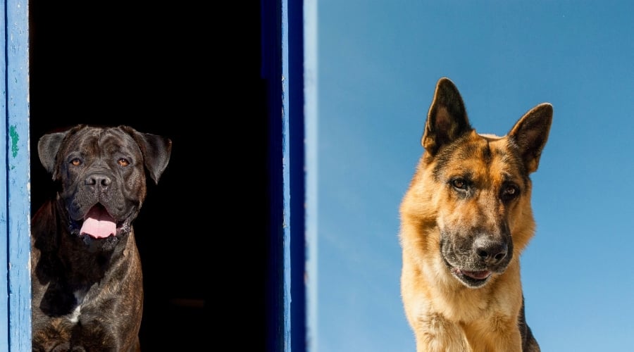 Cane Corso and German Shepherd Exercising