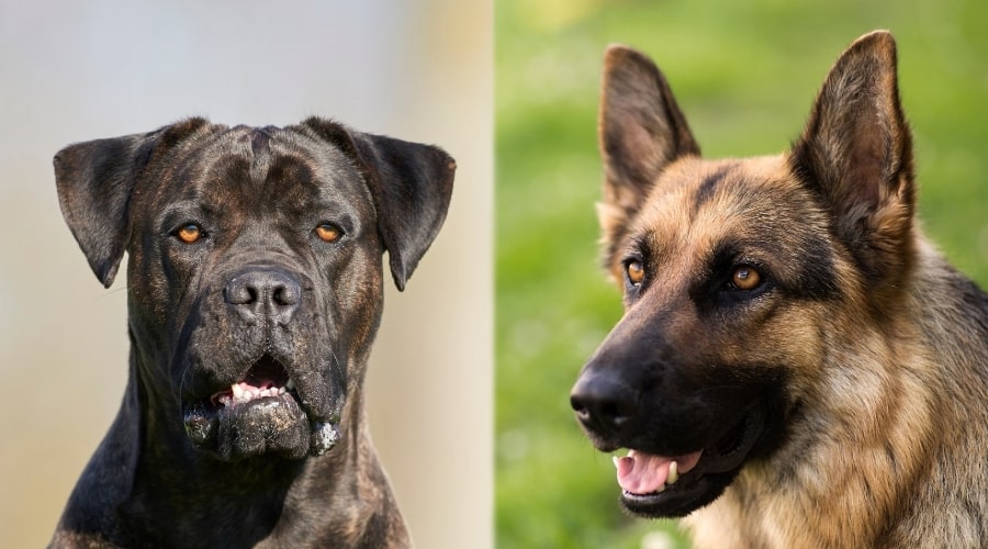 Cane Corso and German Shepherd Looking at Camera