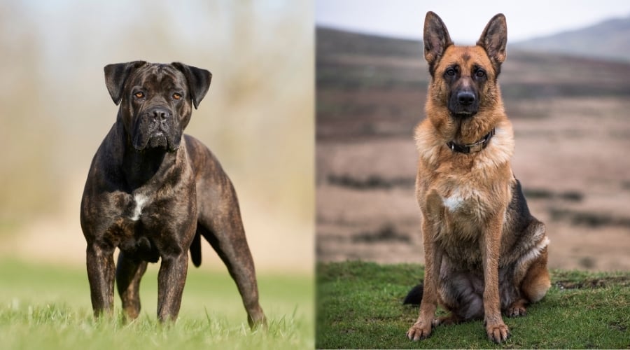 Cane Corso and German Shepherd Outdoors