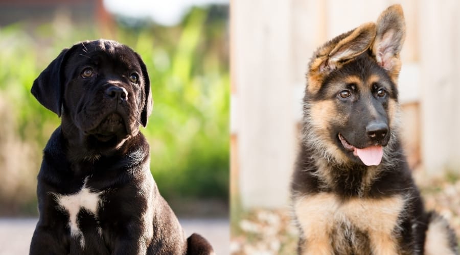 Cane Corso and German Shepherd Puppies