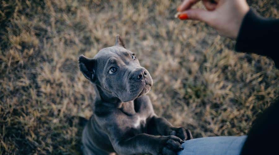 Cane Corso eating out of person's hand