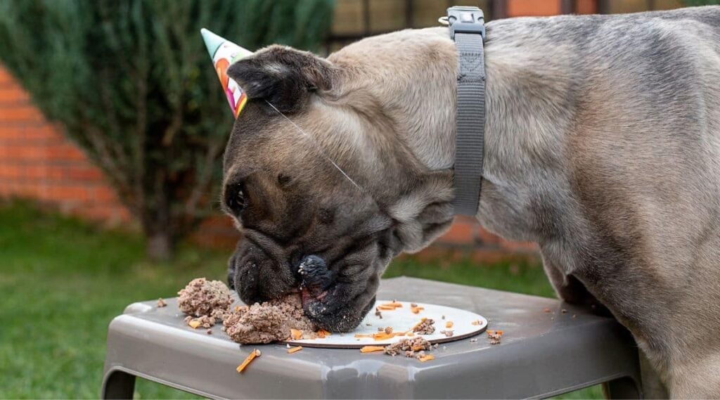 Cane Corso eating plate of food with birthday hat on