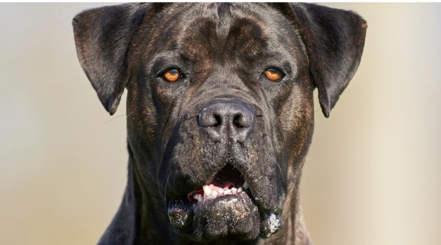 Cane Corso looking at Camera