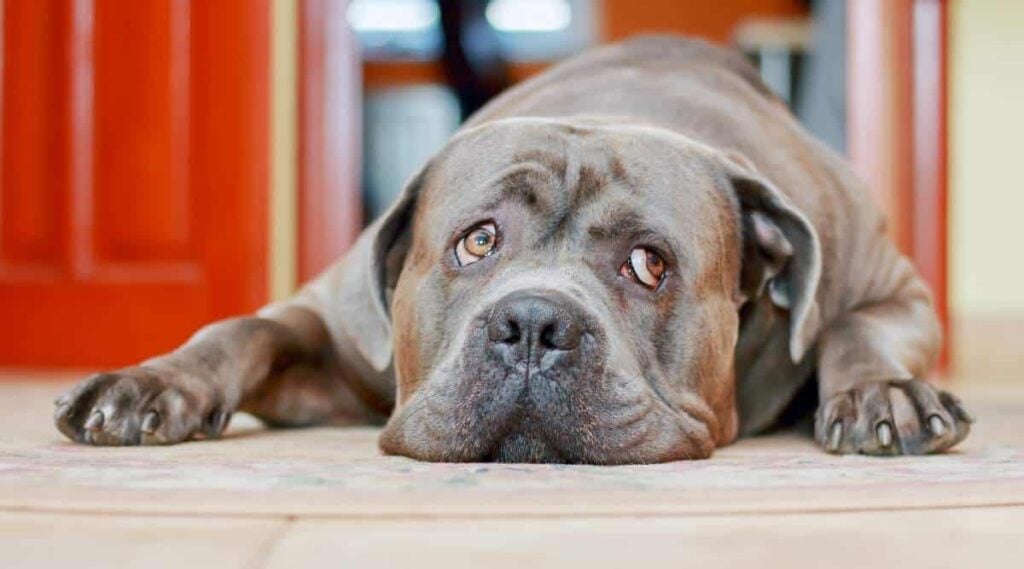 Cane Corso looking sick laying on floor.