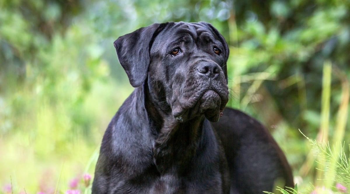 Cane Corso outside looking to the left.