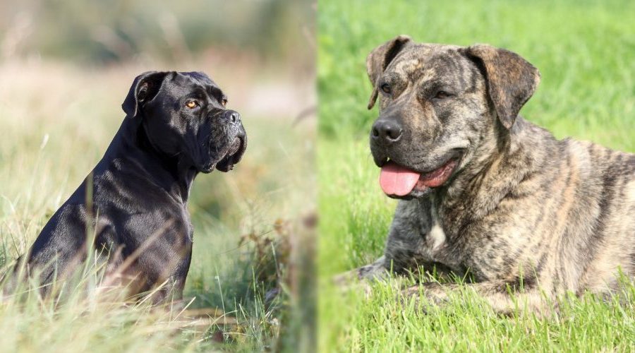 Presa Canario Vs Cane Corso Who Would Win Presa Canario vs. Cane Corso: Breed Differences & Similarities - Canine