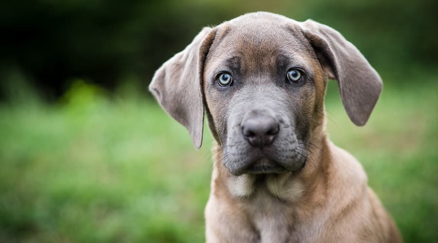Cane Corso