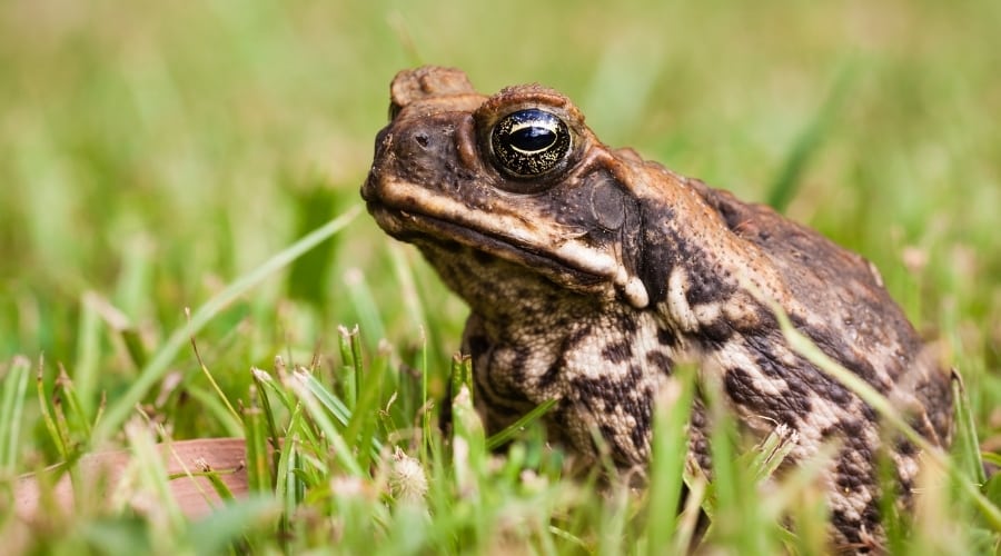 Cane Toad in Grass