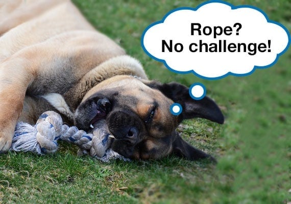 Cane Corso chewing on rope tug toy.