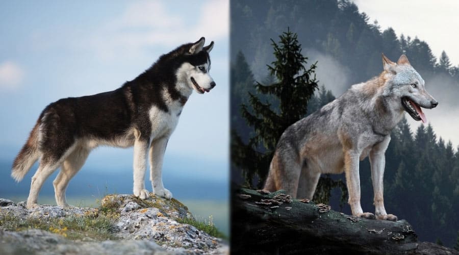 Siberian Husky vs Wolf Are They Related? (Differences & More) Canine Journal