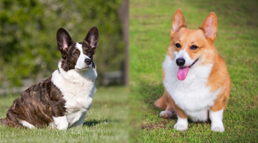 Cardigan Welsh Corgi vs Pembroke Welsh Corgi