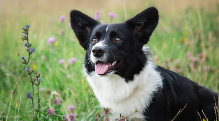 Cardigan Welsh Corgi