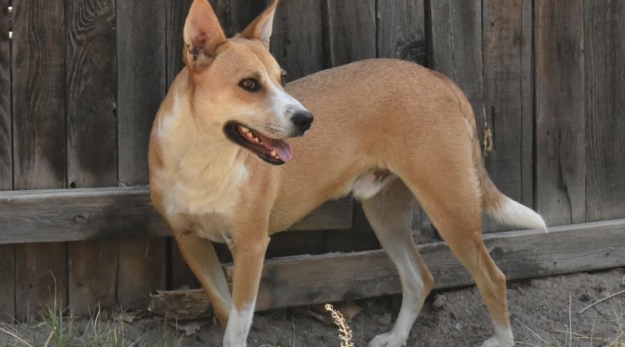 Carolina Dog Outdoors