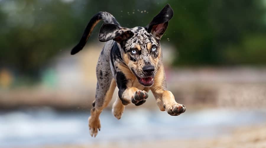 Catahoula Dog Jumping