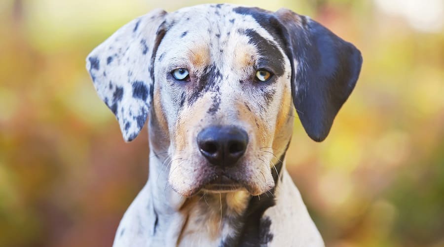 Catahoula Leopard Dog