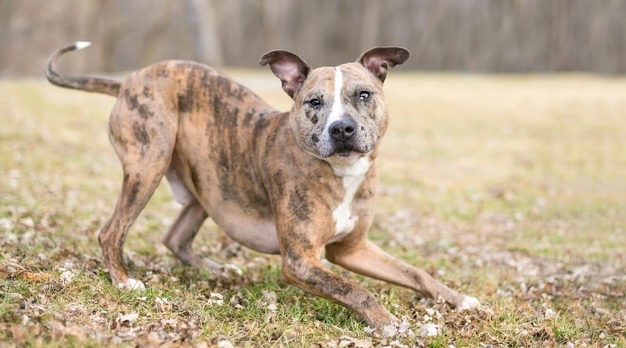 Catahoula Leopard Dog Mixed with Pitbull Playing
