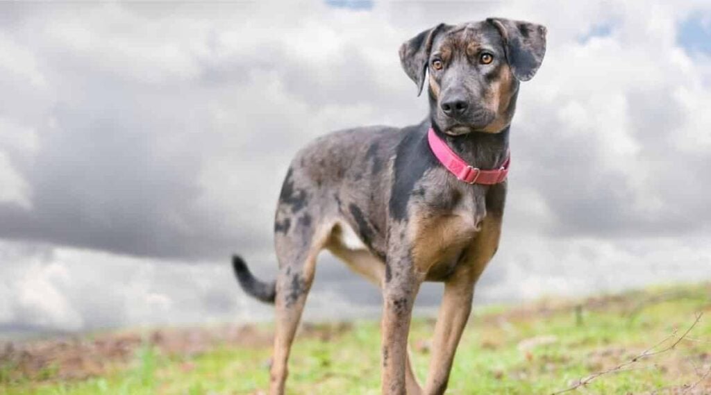 Catahoula Leopard dog standing in field with red collar