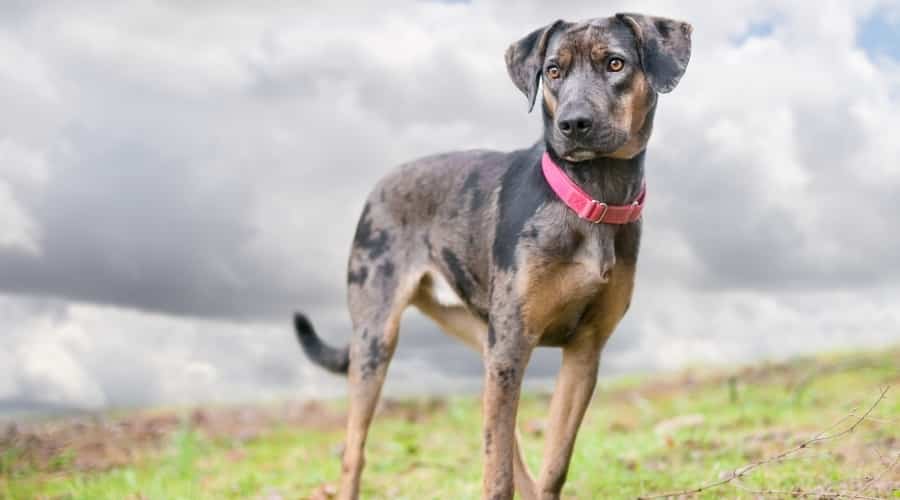 Catahoula Leopard Dog Mixes