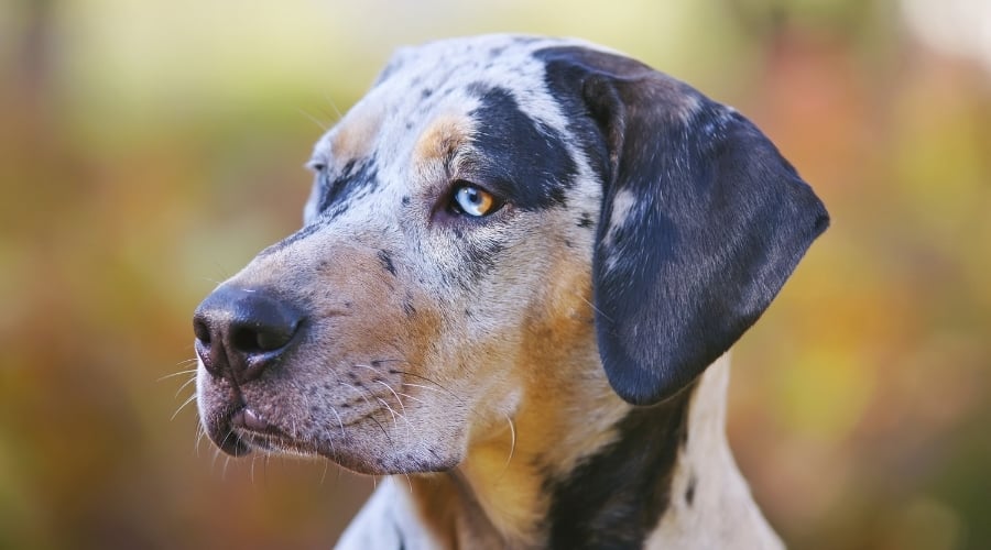 Catahoula Leopard Dog