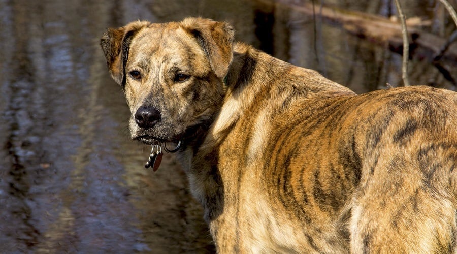 Catahoula Mastiff Mix