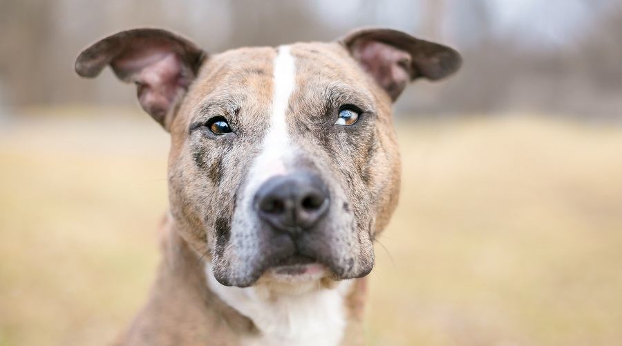 Catahoula Pitbull Terrier Mixed Breed Pup on Grass