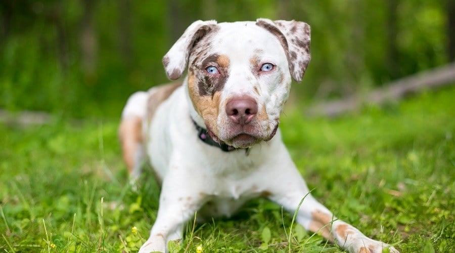 Catahoula Pitbully Mix Puppy