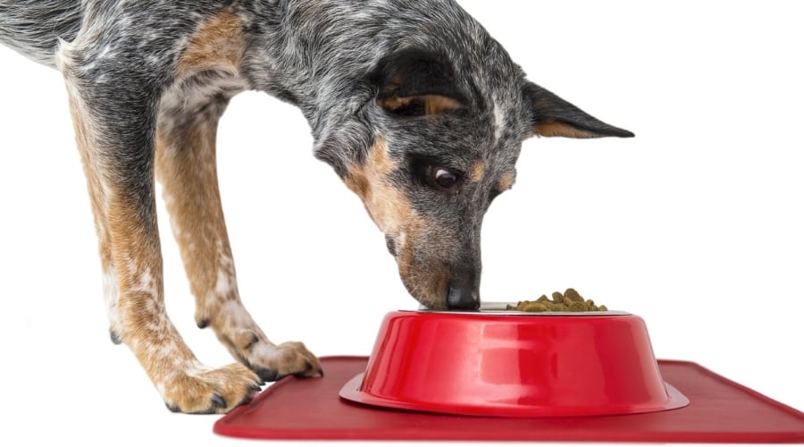 Cattle Dog Eating Food