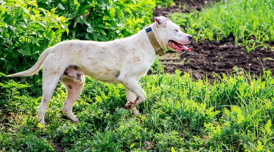 Cattle Dog Pitbull Mix