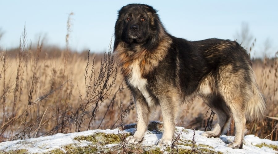 Caucasian Shepherd Adult Dog