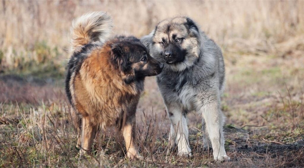 Two Caucasian Shepherd playing in a field