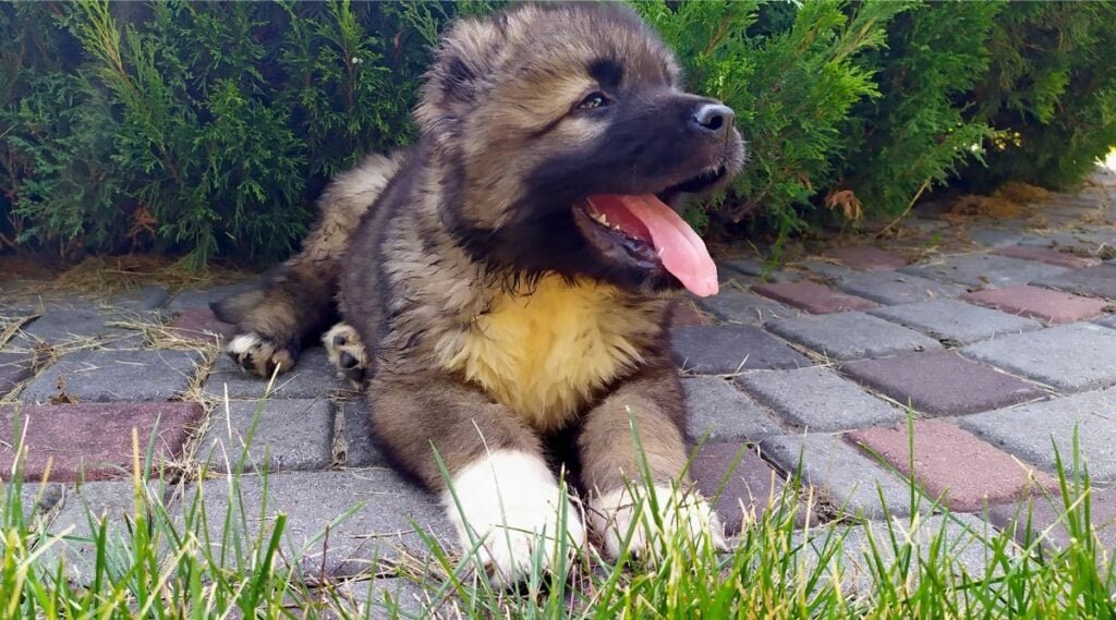 Caucasian Shepherd puppy sitting outside on a walkway with tongue out