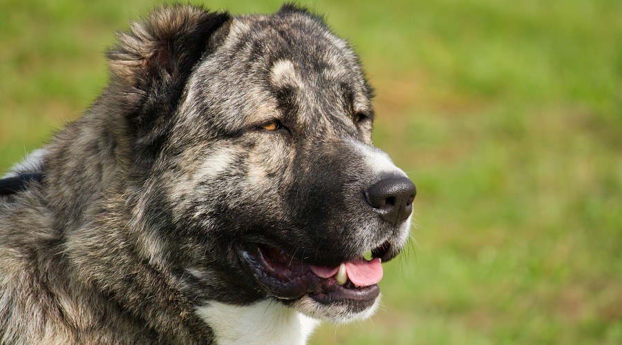 Caucasian Shepherd Coat and Color