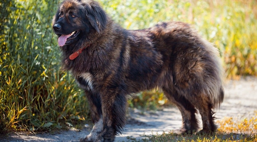 Caucasian Shepherd Dog
